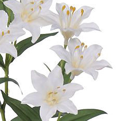 NFE03039-CR-01