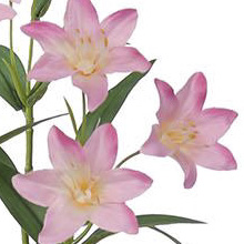 NFE03039-PK-01