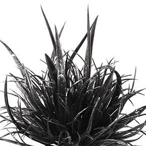 NXE01034PT-BK-01