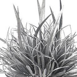 NXE01034PT-SI-01