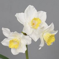 PS017374-WHYE-01