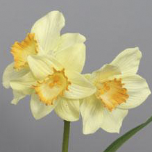 PS017374-YE-01