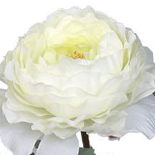 PS033312-WH-01