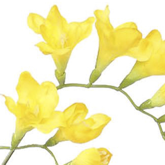 PSE02072-YE-01