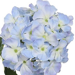 PSE02103-BL-01
