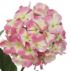 PSE02103-PK-01