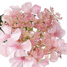 PSE02121PT-PK-01