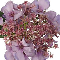 PSE02121PT-PU-01