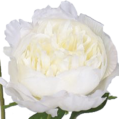 PSE03124-CR-01