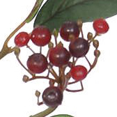 PSE03145-RD-01