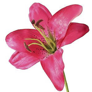 PSE03223-DKPK-01