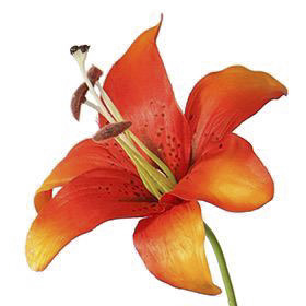 PSE03223-OR-01