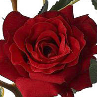 PSE03239-RD-01