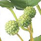 PSE07016-GR-01