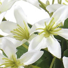 PSE88121-WH-01